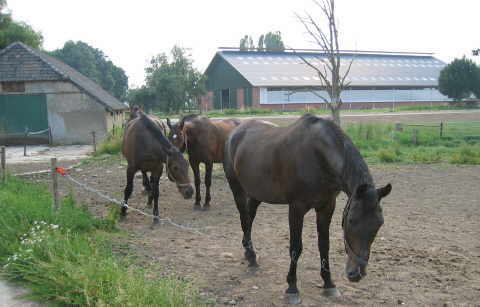 Melkstall Bauernhof Arnds